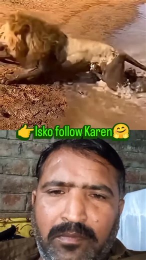 Sultan Sikandar on Instagram‎: "🐊 جب موت نے شیر کو دبوچ لیا… اور جنگل کا محافظ آن پہنچا! 🦁🐘 ندی کے کنارے شیر سکون سے پانی پی رہا ہوتا ہے 💧 اچانک مگرمچ حملہ کر دیتا ہے 😱 شیر کی جان خطرے میں پڑ جاتی ہے… اسی لمحے جنگل سے ہاتھی نکل کر آتا ہے 🐘 اور اپنی طاقت سے شیر کی جان بچا لیتا ہے 💪🔥 یہ ویڈیو صرف ایک منظر نہیں… یہ قدرت کی طاقت، انصاف اور حفاظت کی سچی تصویر ہے 🌍 👇👇👇 اب آپ بتائیں 👇 اگر ہاتھی نہ آتا تو کیا شیر بچ پاتا؟ کمنٹ میں اپنی قیمتی رائے ضرور دیں 💬 ویڈیو پسند آئے تو ❤️ لائک کریں ا