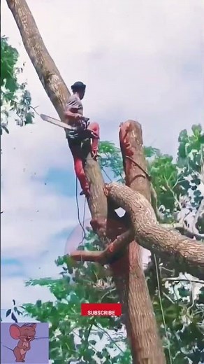 Tree Cutting Process with Safety Techniques