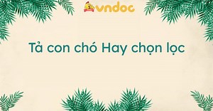 Tả con chó Hay chọn lọc