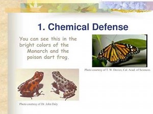 Animal Defense against Predators