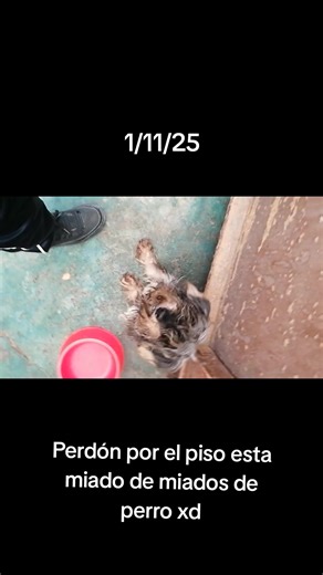 Videos de SKbass (@skbass_2.0) con “sonido original - SKbass”