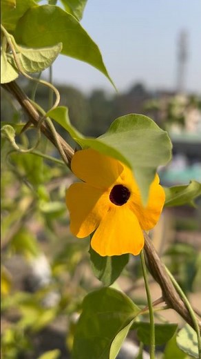 Seedgrown Black eyed Susan flower #divinegarden98 #blackeyedsusan #thunbergia