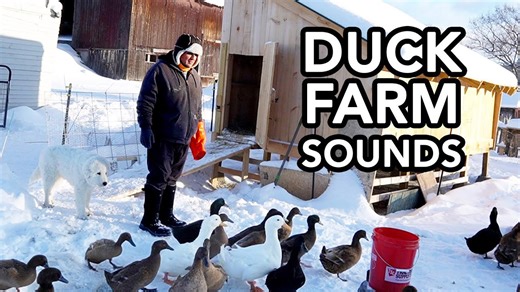 Morning chores on duck and goose farm ASMR style