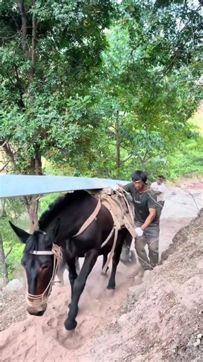 Transporting Power Line Materials by Horse in the Mountains 🐎