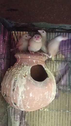 Fawn Java pair with self chicks