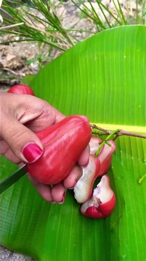 Amazing Guava Fruit #guavafruit