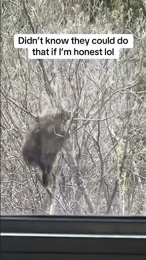 I Saw a Porcupine in a Tree?! 🦔🌲 | Denali National Park Wildlife Moment