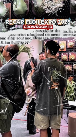 Grow Room on Instagram: "Thank you for the warm hug guys, thank you @floil_expo 2025. See you at FLOIl 2026 with lots of surprises and hugs. Happy weekend 🪴 #growroomindonesia #floiiexpo2025 #plantslover #plantsmakemehappy #plantslovers #platycerium #anthurium #alocasia #monstera"