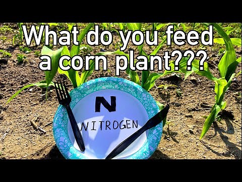 How do you feed a corn plant?