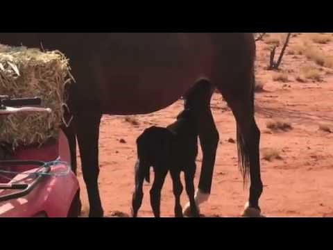 Horse Adopts and Nurses Orphaned Calf at Queensland Farm