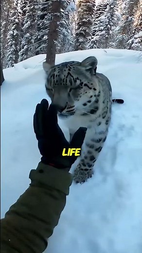 The Snow Leopard I Saved Came Back to Save My Life #emotional #wildliferescue #shorts