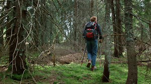 Male hiker walking between trees in forest | Free Stock Video Footage