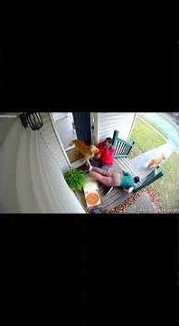 Dog Steals Pizza After Delivery Trip | Security Cam Fail #funny