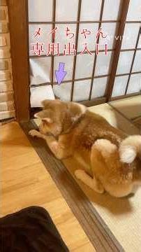 ワンプロをしたいマーティ🐺 としたくないメイちゃん🦊 #秋田犬の居る暮らし #柴犬
