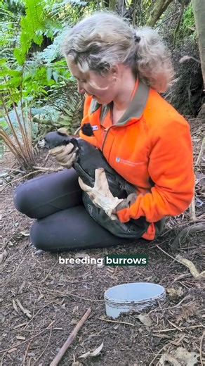 The Westland petrel/tāiko is one tough seabird! In New Zealand, a country where 90% of seabirds are threatened, this feisty species is still holding its ground on the West Coast. They live for decades, raise one chick a year and have a breeding success rate of 70% (chick that survives through fledging). However, after decades of monitoring and these petrels facing threats, the colony is only just maintaining its numbers... Read more here: https://bit.ly/41WLqPP *Birds are handled only twice per 