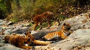 In Thailand, these tigers are coming back with a roar