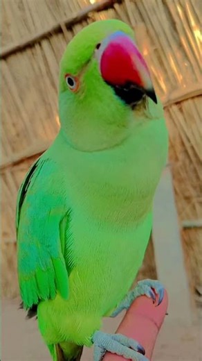 #parrot Parrot sound | Mithu mithu | Green ringneck parrot talking 🦜 #talkingparot #worldparrotday