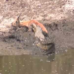 Kruger Crocodiles Feeding Frenzy | Snake Doctor | Facebook