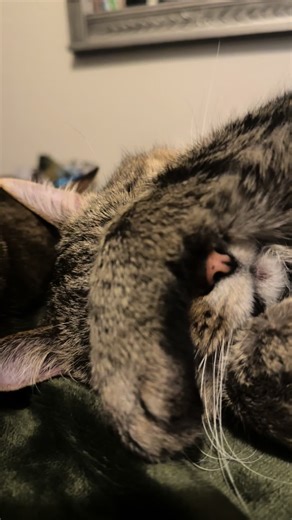 People come and go, cats are forever🥰🐾 #cats #cattok #catsareforever #ilovemycats #iloveyoualwaysandforever