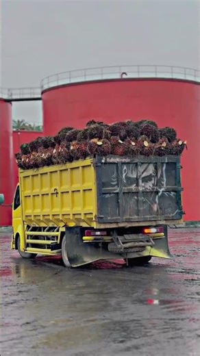 truck sawit #automobile #supirtruk #berandashorts #berandayoutube #viralvideo #trukoleng #drivermuda