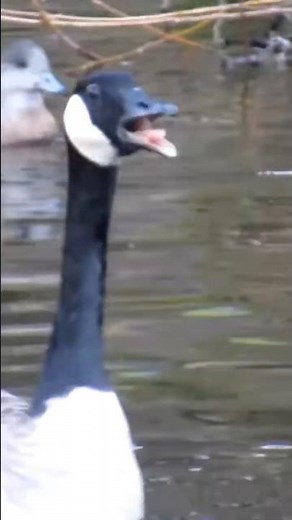 Canada Geese Honking & Flying Off