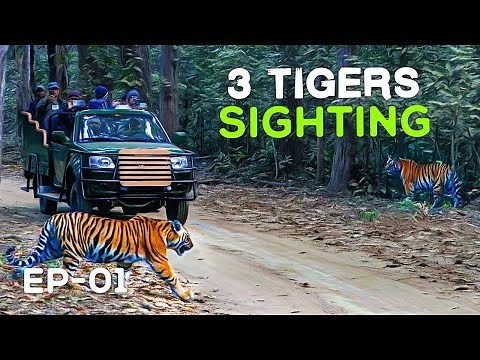(Day 1) Kanha National Park - Mukki Gate Tiger Safari - (MV3, Mahavir 3) 4K Video Hindi | हिन्दी