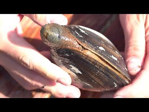 Gaper Clams: Clamming with ODFW