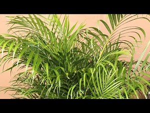 #Areca palm Essential #care_tips. total care guide. How to place it and Growing tips.