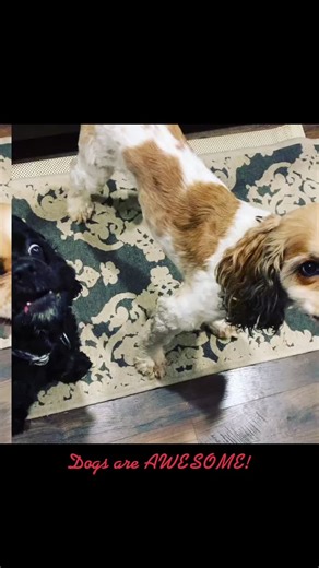 #goofydogsoftiktok #petsitterlife #pawsandtailspets #pawsntailspetservices