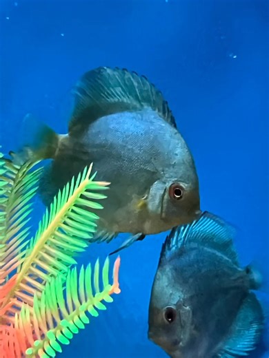 Discus #discus #thehiddenreef #aquarium #aquariumstore #fishstore #tropicalfish #petshop #aquariumhobby #reeftank www.thehiddenreef.com | The Hidden Reef, Inc | Facebook