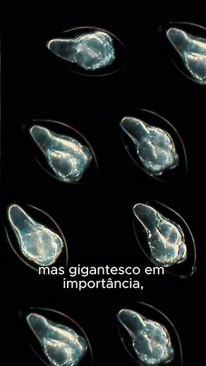 Plankton and its importance to life on Earth.