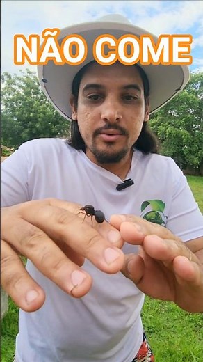 Meet the tanajura, one of nature's most resilient animals!