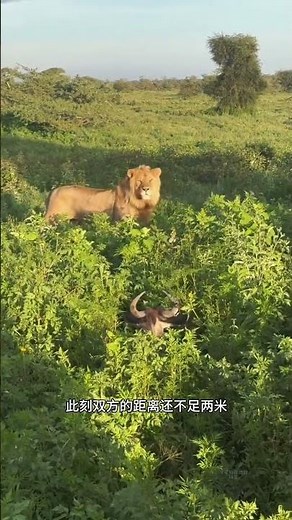 This is absolutely the most amazing female wildebeest you've ever seen! #WildlifeUpClose #Content...