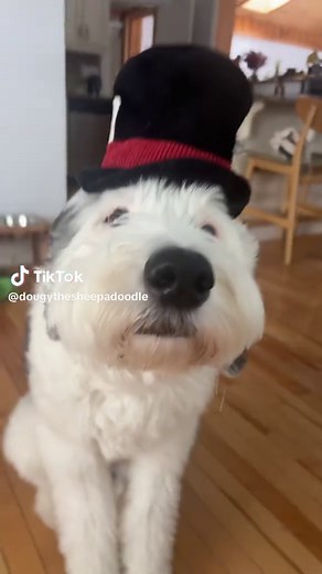 Sheepadoodle Puppies: The Ultimate Canadian Dog Guide