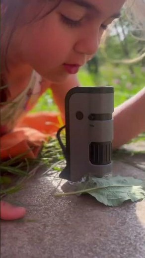 The Life Cycle of a Ladybug! 🐞✨