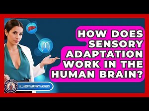 How Does Sensory Adaptation Work In The Human Brain? - All About Anatomy Answers