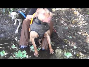 Hog Dog Hunting South Fl.