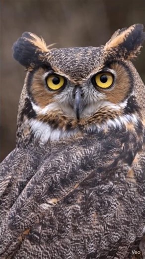 This Owl Can Rotate Its Head 270°… And That's Not Even The Scariest Part 👁️ @NatGeo
