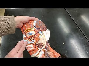 Practice Muscle Lab Exam: Half Head Part 1