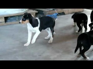 Miniature Australian Shepherd Mix Puppies For Sale