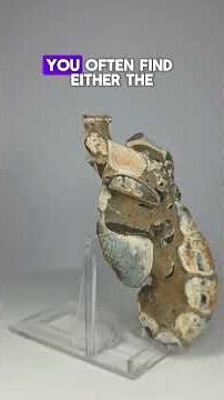 Fossilized Lobster 🦞 Prehistoric Crustacean! #Lobster #Fossil #Shorts