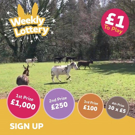 Your chance to win up to £1,000 every week while also supporting donkeys ⭐ | The Donkey Sanctuary