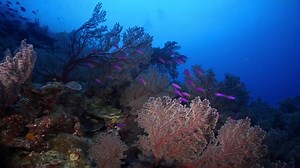 27 reactions · 64 shares | Our Coral Sea is a tropical marine jewel....