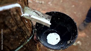 This is the Rubber tapping process by which latex is collected from a rubber tree