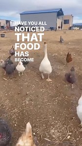 🌍 Inflation keeps climbing — but incomes? Not so much. So how will most people afford to keep living the way they are now? Maybe it’s time to think differently — about your food, energy, and independence. 💡 The Offgrid Planning Workbook helps you map out a realistic plan to live freer, smarter, and more sustainably — before things get harder. Comment BOOK to get the link and start planning your way to security and peace of mind. 🌾💪 | Offgrid Homestead Fam