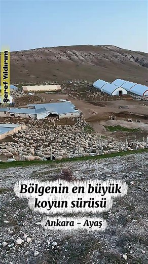 Ankara Bölgesinin En Büyük Koyun Sürüsü