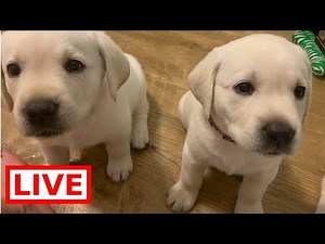 LIVE STREAM Puppy Cam! Adorable 6 weeks old Labrador Puppies at Play!