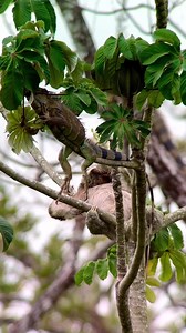4.3K views · 171 reactions | While in Costa Rica. A Three toed sloth and a green iguana feeding on a cecropia tree and living the Pura vida...  #costaricacool Follow The Costa Rica News - TCRN Hashtag #TCRN #tcrn #VisitCostaRica #CentralAmerica #TravelCostaRica #ExploreCostaRica #CostaRicaTravel #nature #day #date #news #world #moments #CostaRica #PuraVida | The Costa Rica News - TCRN | Facebook