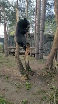 Amazing! Watch This Black Bear Climb a Tree with Incredible Agility 🐻🌲 #viral #blackbear #fyp