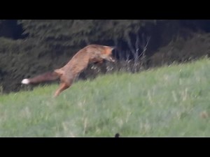 Rotfuchs auf Mäusejagd. Eifel / Udler